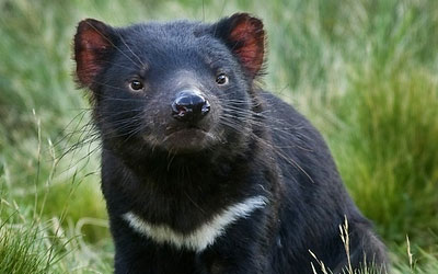 imagem de um diabo-da-tasmânia